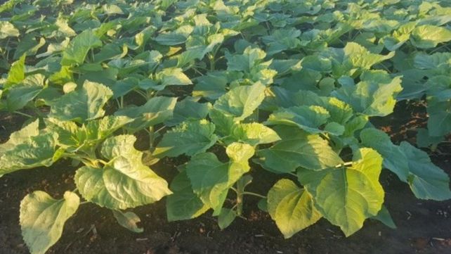 Lote con girasol en desarrollo y muy buena a excelente respuesta a las precipitaciones