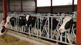 Los tamberos son los que más pierden frente a las grandes cadenas de supermercados