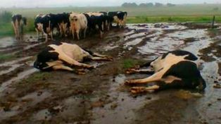El campo santafesino sigue siendo castigado: un rayo mató 21 vacas