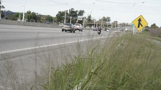 La avenida de Circunvalación sigue en estado de abandono