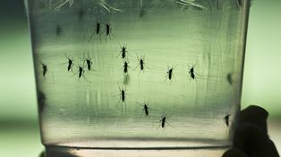 Según informe de la OMS, el virus del zika amenaza a América