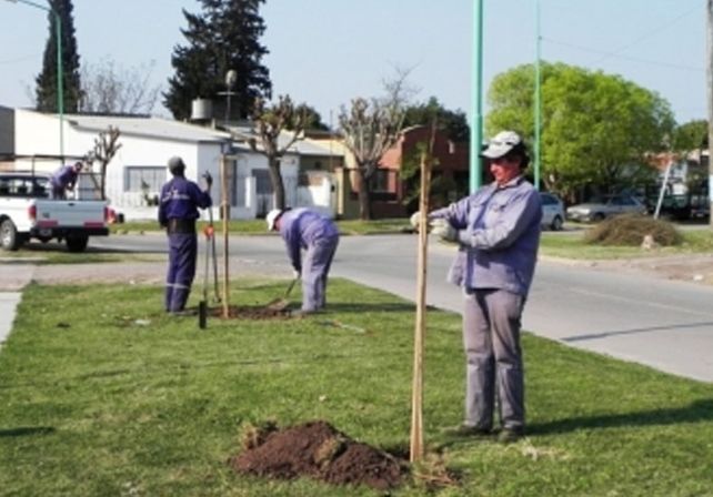 En barrio Sur se pone en marcha el Plan de Arbolado para toda la ciudad