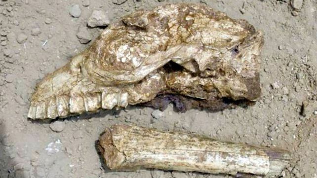 Hallaron fósiles de un extraño animal de más de 3.000.000 de años