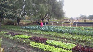 Rosario tiene 3.300 hectáreas no urbanizables, de las cuales casi la mitad se cultivan con buenas prácticas medioambientales.