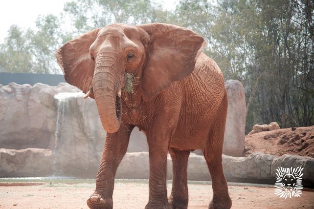 Un elefante de zoológico lanzó una piedra y mató a una niña