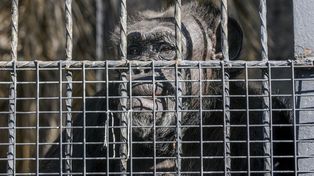 Un fallo reconoció derechos de una chimpancé mendocina