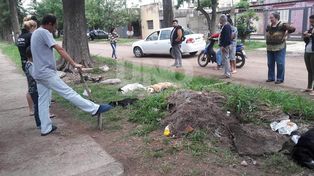 Escalofriante: aparecieron perros muertos en barrio San José