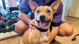 India fue abandonada en un pet shop y una campaña en redes le cambió la vida