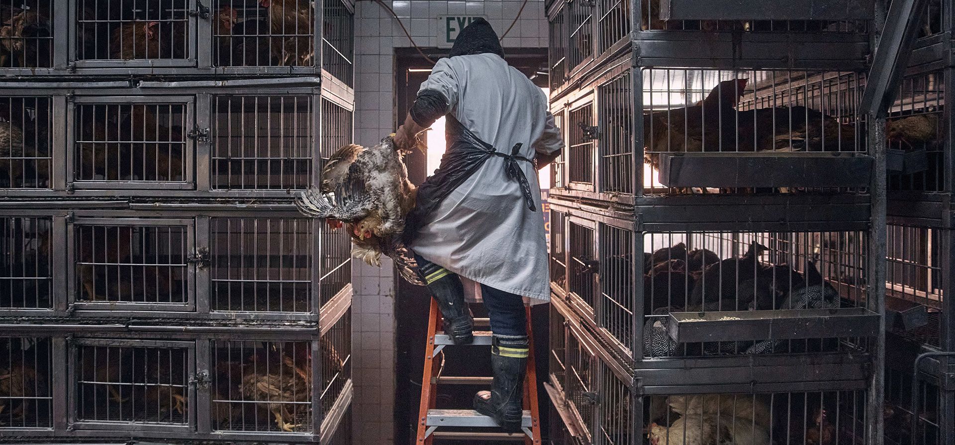 Un trabajador toma un pollo para sacrificarlo en una tienda de aves de corral en Nueva York, el 7 de febrero de 2025. (Foto AP/Andres Kudacki, Archivo) Un trabajador toma un pollo para sacrificarlo en una tienda de aves de corral en Nueva York, el 7 de febrero de 2025. (Foto AP/Andres Kudacki, Archivo)