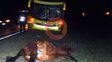un colectivo choco una yegua suelta en la ruta 18
