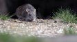 Leptospirosis en Santa Fe: el departamento La Capital es el que concentra la mayor cantidad de casos
