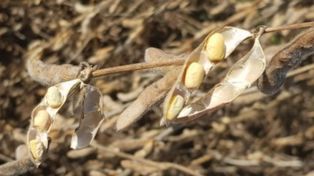 Pronóstico prometedor para la cosecha de soja