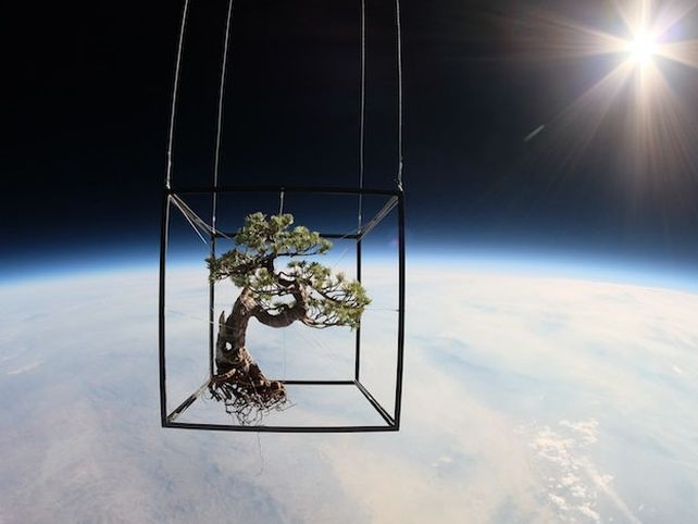 ¿Estás aburrido? Mandá un bonsai al espacio
