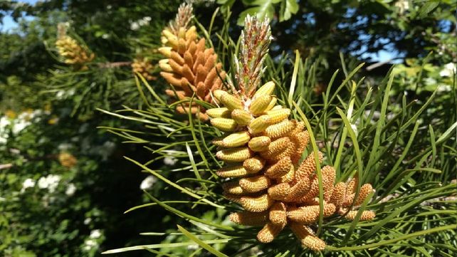 Aporte. Las especies exóticas ocupan gran superficie en la Patagonia.