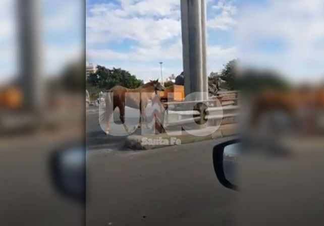 El VIDEO de un lector indignado por el maltrato animal
