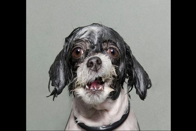 Los adorables y resignados perros mojados