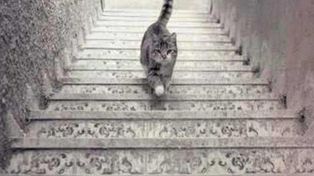 Un nuevo debate divide las opiniones en las redes sociales: ¿el gato sube o baja las escaleras?