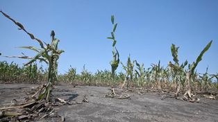 Due to the drought, the Rosario Stock Exchange cut the forecasts of the thick harvest: there will be millionaire losses