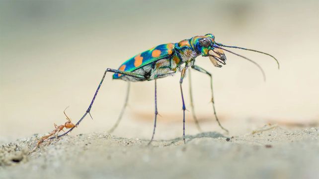Imágenes que reflejan la maravillosa vida silvestre