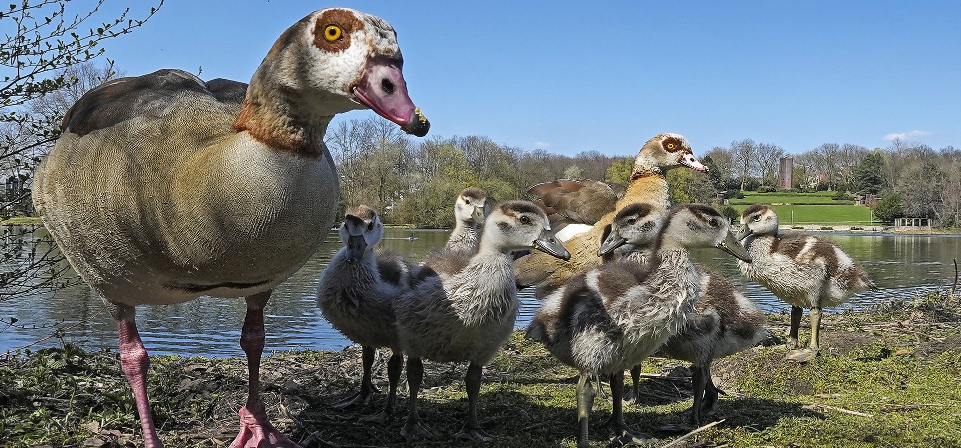 Una familia de gansos egipcios camina bajo un cielo azul en un lago en Gelsenkirchen, Alemania, el miércoles 5 de abril de 2023. (Foto AP/Martin Meissner)