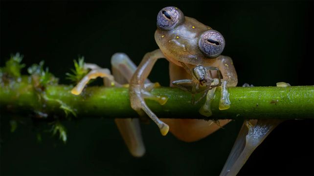 Imágenes que reflejan la maravillosa vida silvestre