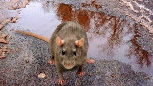 La leptopirosis se acrecienta en épocas de inundaciones. Santa Fe entre las más afectadas