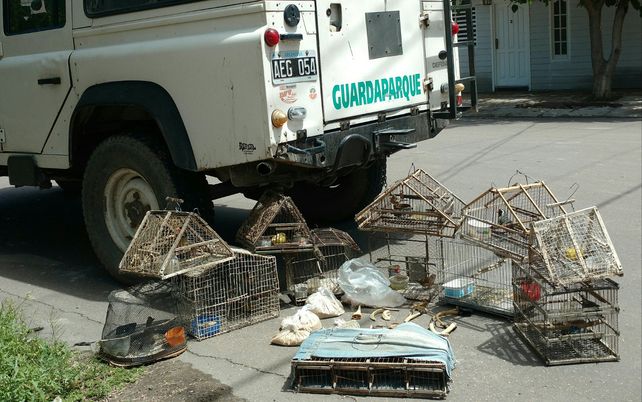 Las aves serían rehabilitadas para su eventual reintroducción en la fauna autóctona mendocina.