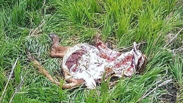 En el establecimiento rural se constató la faena de una vaquilla de gran tamaño.