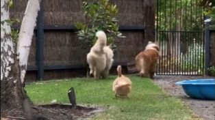 Un pato que se cree perro es furor en TikTok.&nbsp;