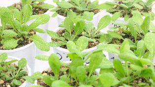 Se experimentó con las plantas de Arabidopsis thaliana.