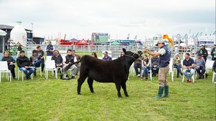 La Semana Angus de Primavera reunió a lo mejor del sector ganadero.