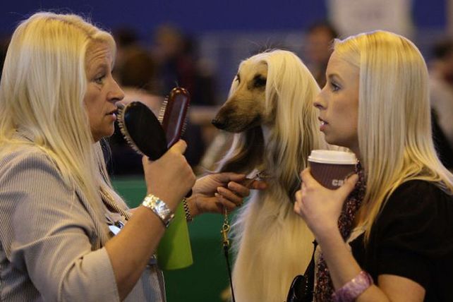 Personas, animales y objetos que son similares entre sí