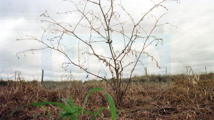 Desde Federación Agraria alertaron que la sequía tiene desesperados a los productores (Archivo)