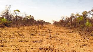 Tierra arrasada. El avance de la agricultura generó un proceso intensivo de desmonte en la región del Chaco Semiárido.