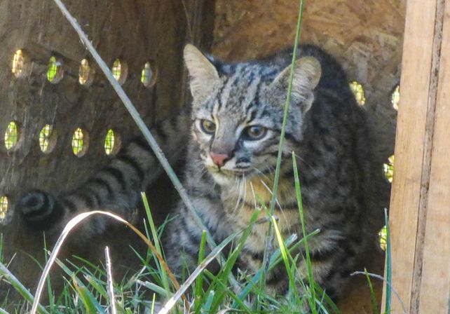 Liberaron especies de fauna silvestre en una reserva natural del departamento San Cristóbal