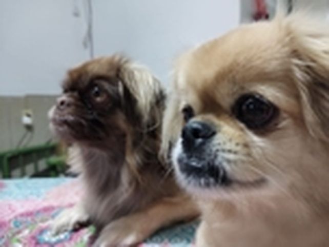 De roldán. Tora y Obi-Wan Kenobi