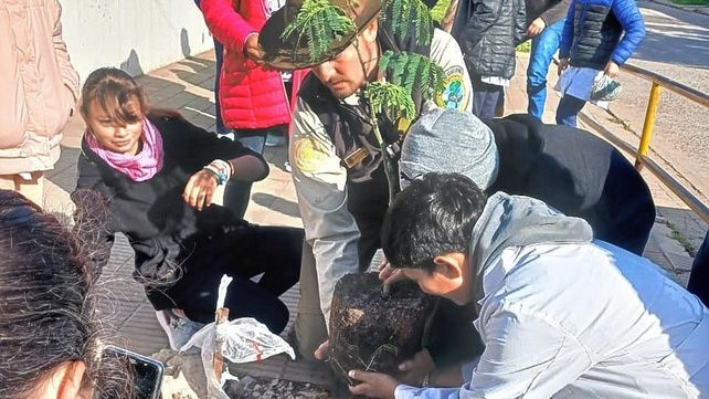 Diamante: alumnos de 6º grado plantaron ejemplares de Timbó