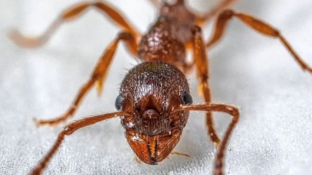 Hormigas argentinas invadieron Europa y formaron el organismo depredador más grande del mundo