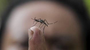 El gobierno provincial precisó que este verano hubo más de 60.000 casos de dengue detectados