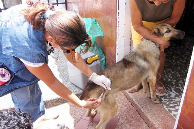 Durante este año continúa la campaña de Tenencia Responsable de Mascotas