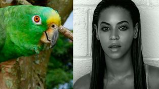 Un loro tiene un oído absoluto e interpreta un éxito de Beyoncé
