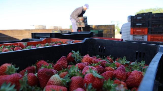 Coronda comenzará a producir superfrutillas: investigadores crearon una variedad autóctona