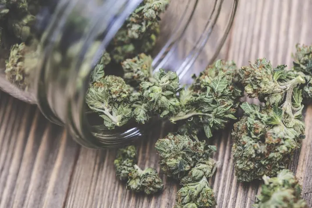 Las nuevas variedades aumentaron sustancialmente la floraci&oacute;n, y por tanto el contenido en el principio activo, THC.