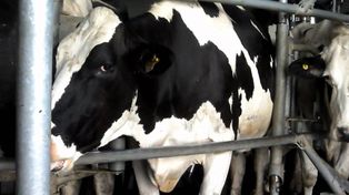 Tamberos arman una protesta nacional por el precio de la leche