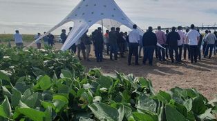 Nuevas propuestas de valor en soja y maíz en las YPF Agro Conecta