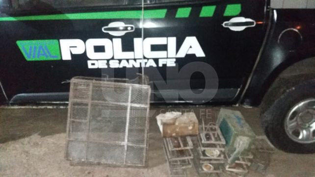 Liberaron 86 pajaritos de fauna autóctona a cazadores furtivos