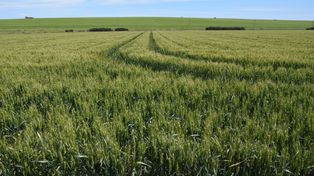 En plena sequía, los campos del sudeste de Buenos Aires la vienen zafando