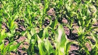 A pesar de los problemas financieros, el productor seguiría optando por el grano grueso.