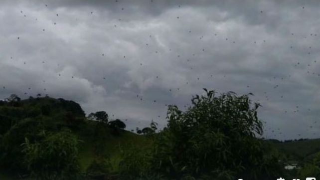 La lluvia de arañas fue captada en video.&nbsp;