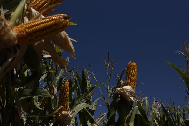 La aparición de los maíces de segunda y tardíos le dieron estabilidad a la producción del cereal.